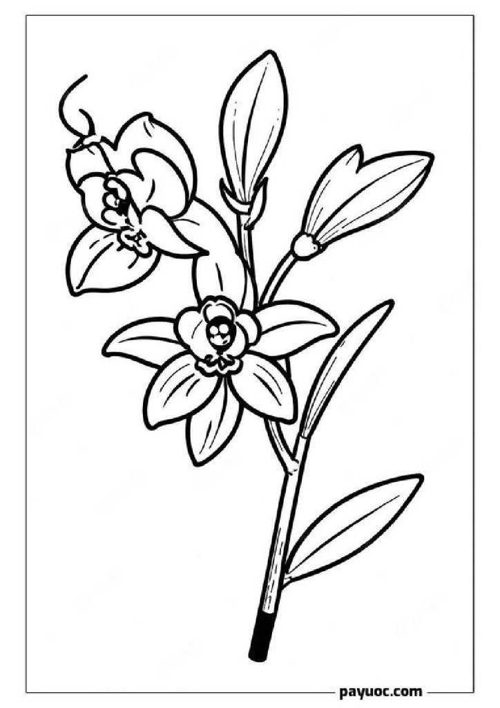 80+ Cymbidium Orchid Flower Coloring Pages (FREE PDFs)